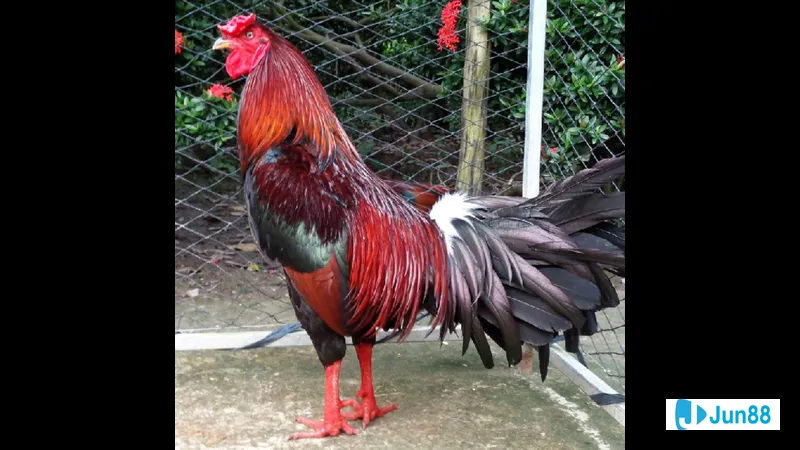 Gà đá Mỹ cựa sắt