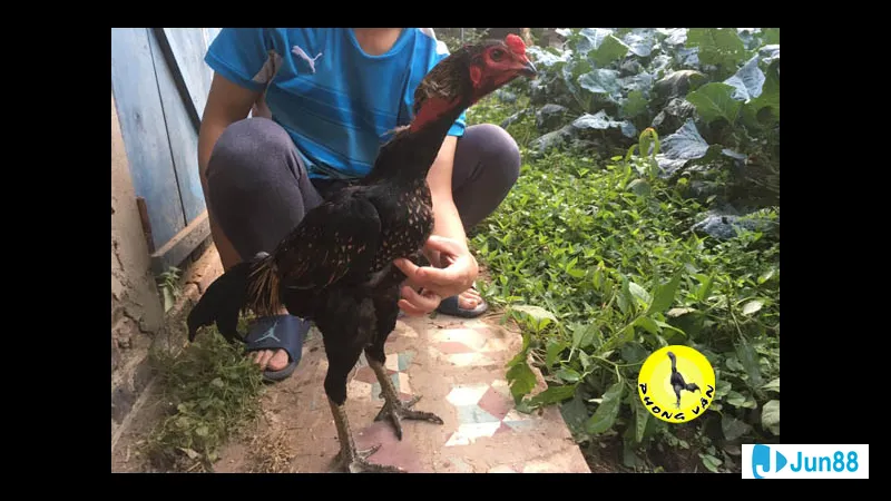 Đá dọc trên bãi biển